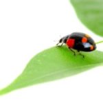 Ladybug on leaf in the Mississippi gulf coast; Southern Pest Control
