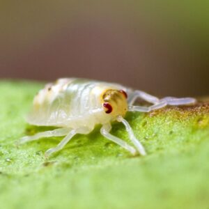 Spider Mite identification in the Mississippi gulf coast; Southern Pest Control