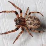 Spider on siding in the Mississippi gulf coast; Southern Pest Control