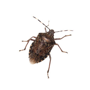 Stink bug insect identification in the Mississippi gulf coast; Southern Pest Control