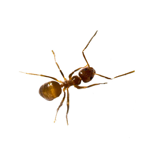 Tawny Crazy Ant identification in the Mississippi gulf coast; Southern Pest Control