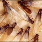 Termites in the Mississippi gulf coast; Southern Pest Control