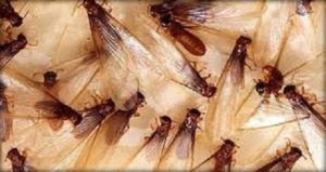 Termites in the Mississippi gulf coast; Southern Pest Control
