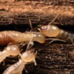 Termites destroying wood in the Mississippi gulf coast; Southern Pest Control