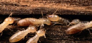 Termites destroying wood in the Mississippi gulf coast; Southern Pest Control