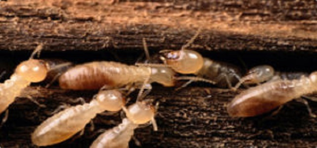 termite control Biloxi, MS