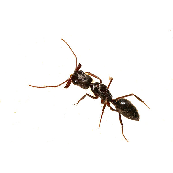 Trap Jaw Ant identification in the Mississippi gulf coast; Southern Pest Control