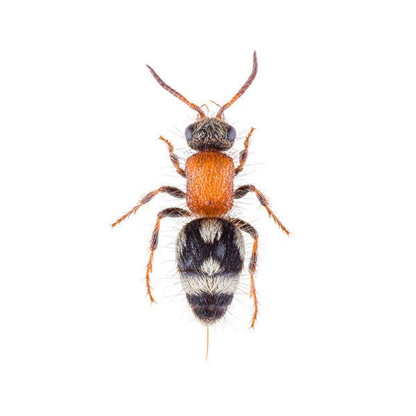 Velvet Ant Wasp identification in the Mississippi gulf coast; Southern Pest Control