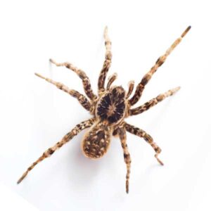 Wolf Spider identification in the Mississippi gulf coast; Southern Pest Control