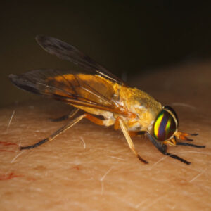 Yellow Fly identification in the Mississippi gulf coast; Southern Pest Control