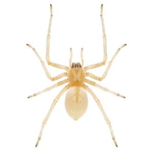 Yellow Sac Spider identification in the Mississippi gulf coast; Southern Pest Control