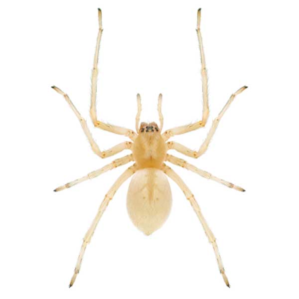 Yellow Sac Spider identification in the Mississippi gulf coast; Southern Pest Control