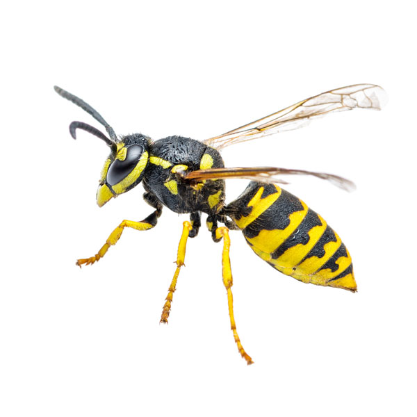 Yellow Jacket Wasp identification in the Mississippi gulf coast; Southern Pest Control